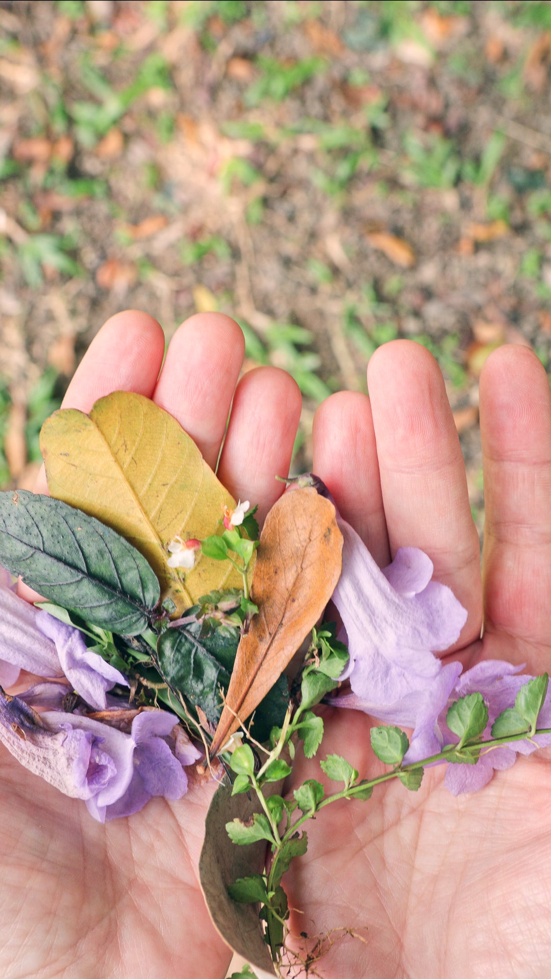 A close-up of a person's hand holding a small cluster of purple flowers, green leaves, and dry brown leaves against a blurred outdoor background of grass and soil.
